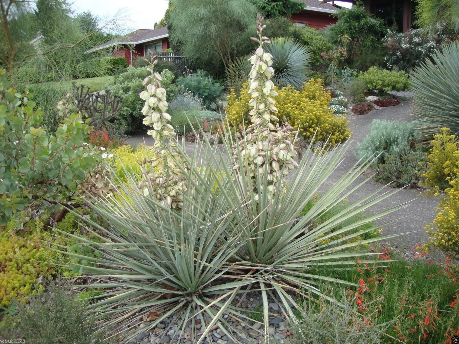 Amazon.com : 20 Seeds Banana Yucca - Drought Tolerant,Edible